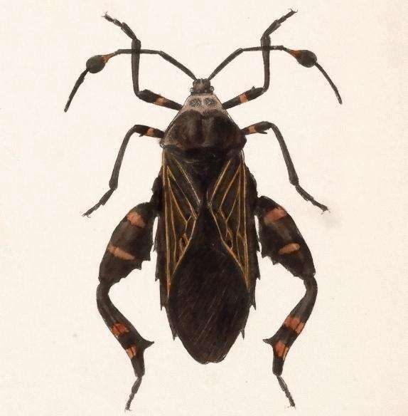 Image of Thasus gigas (Klug 1835)