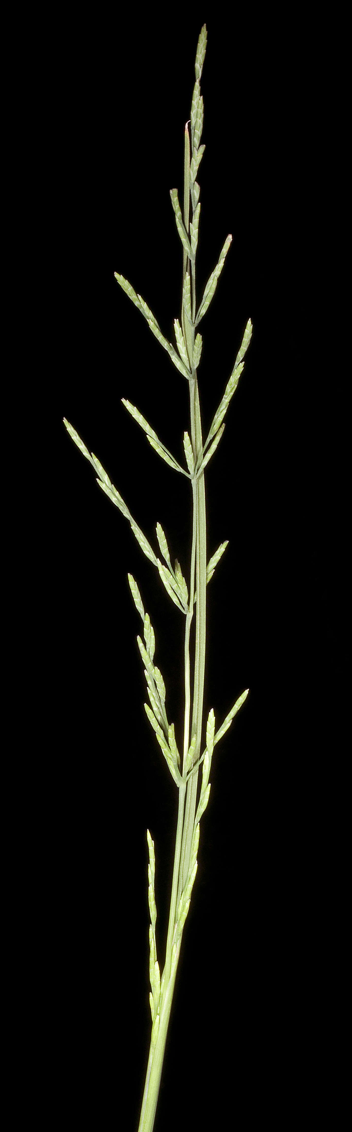 Imagem de Puccinellia stricta (Hook. fil.) Blom
