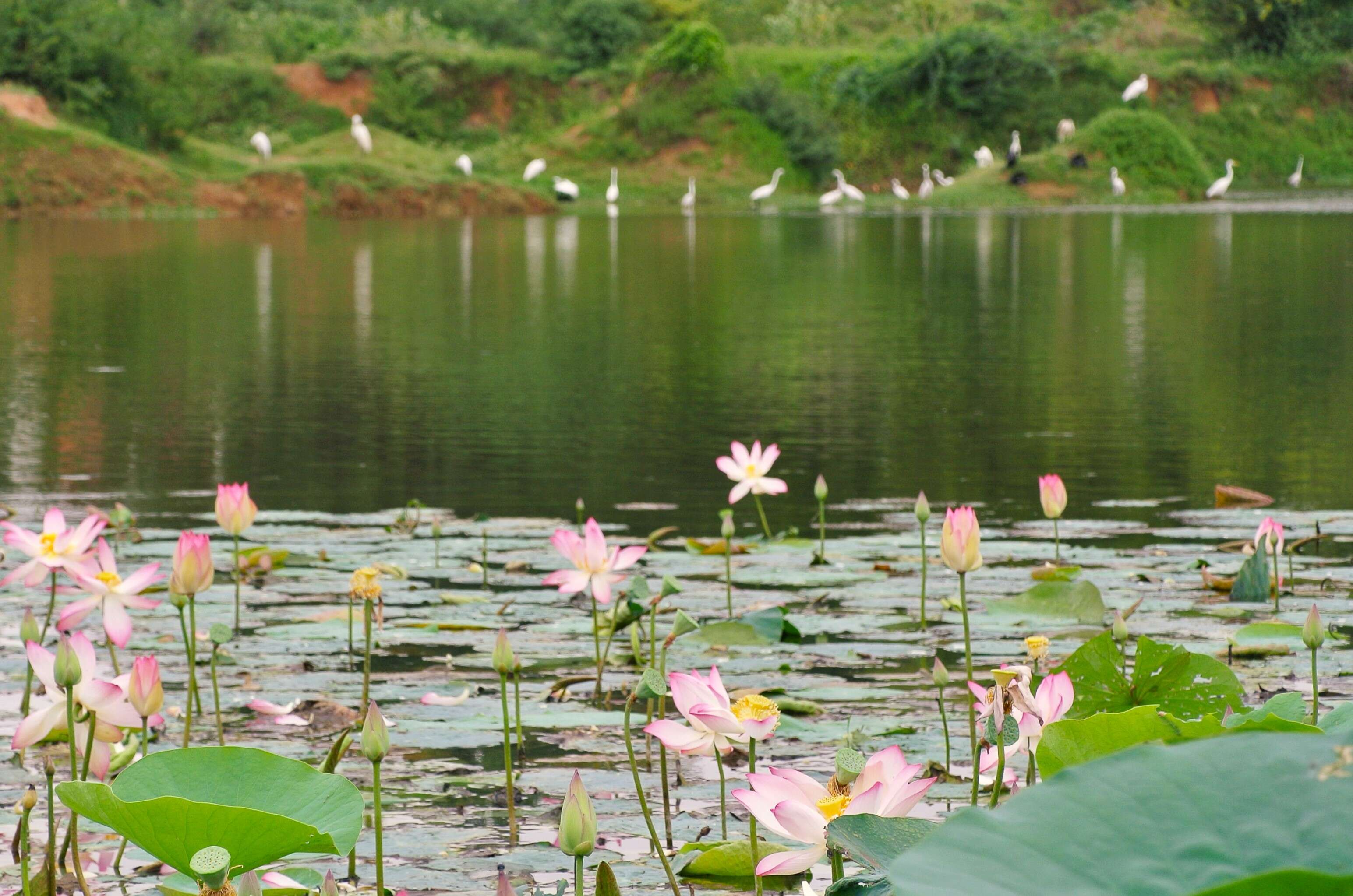 Image of lotus family