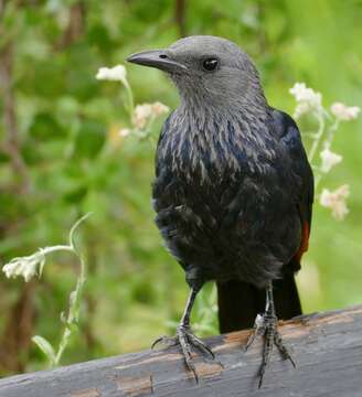 Image of Red-winged Starling