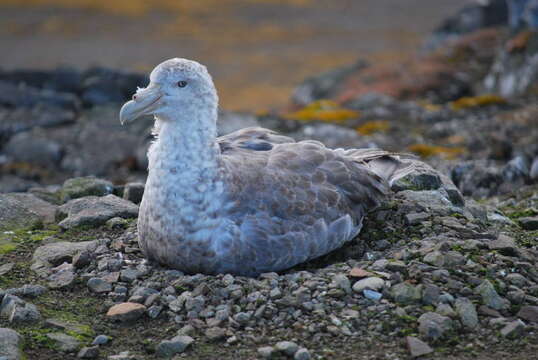 Image of Antarctic Giant-Petrel