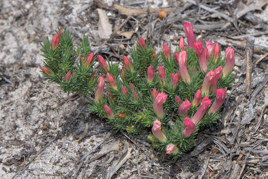 Image of Heath Leschenaultia