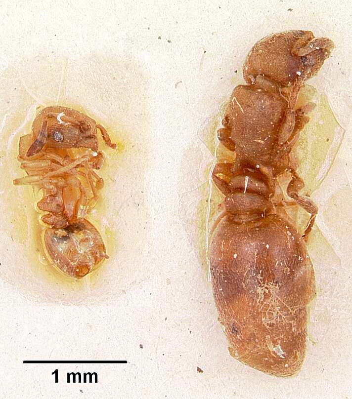 Image of Stereomyrmex horni Emery 1901