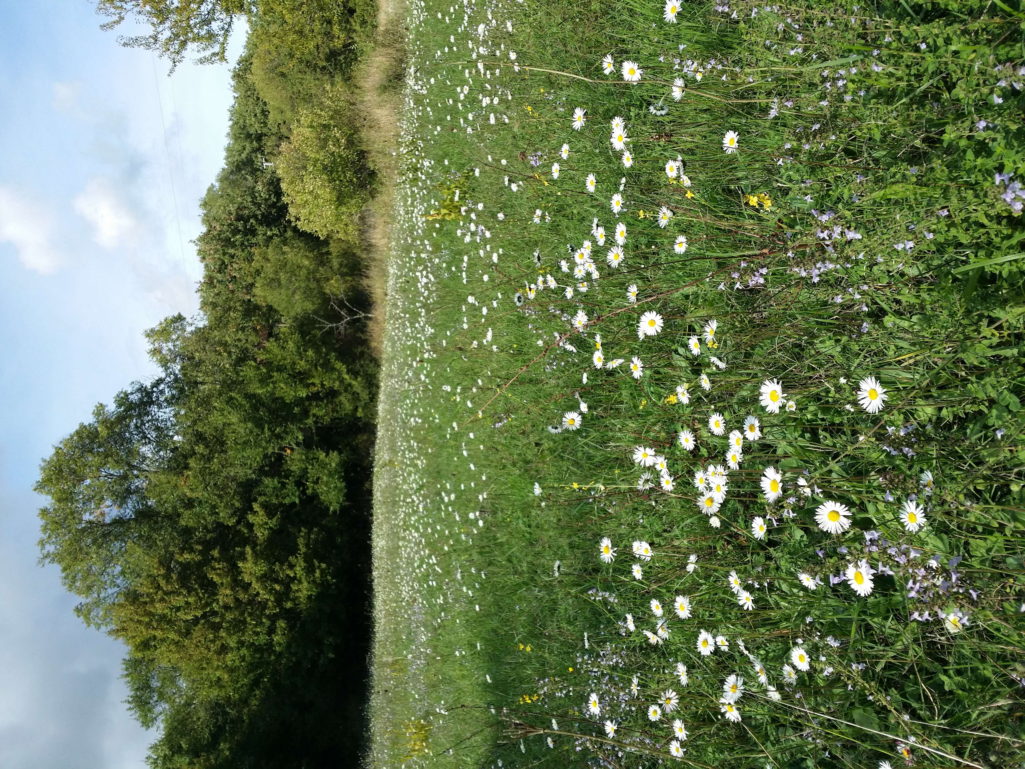 Bellis sylvestris Cyr. resmi