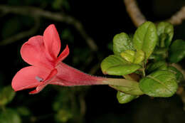 Image of Coral creeper