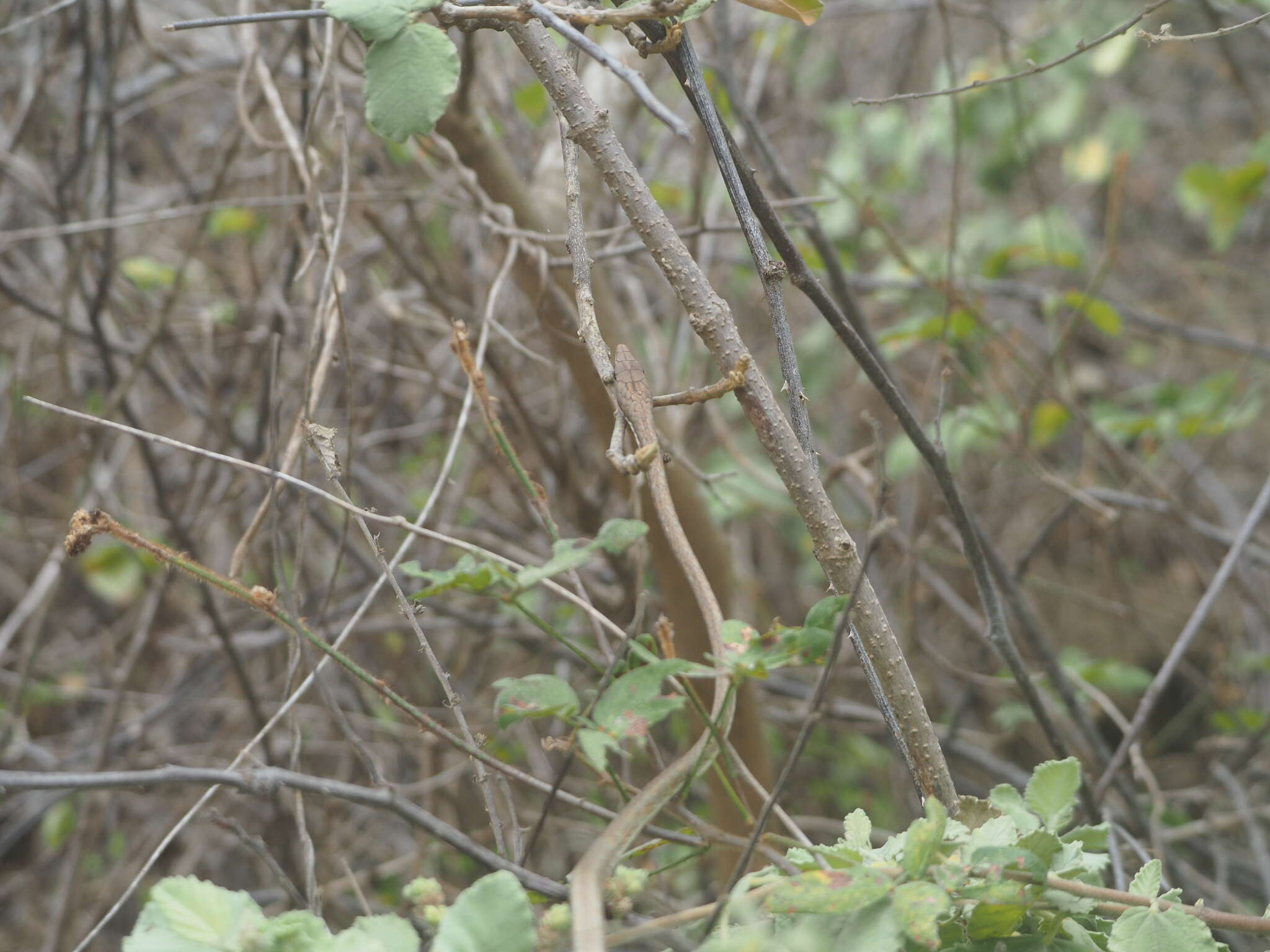 Oxybelis transandinus resmi