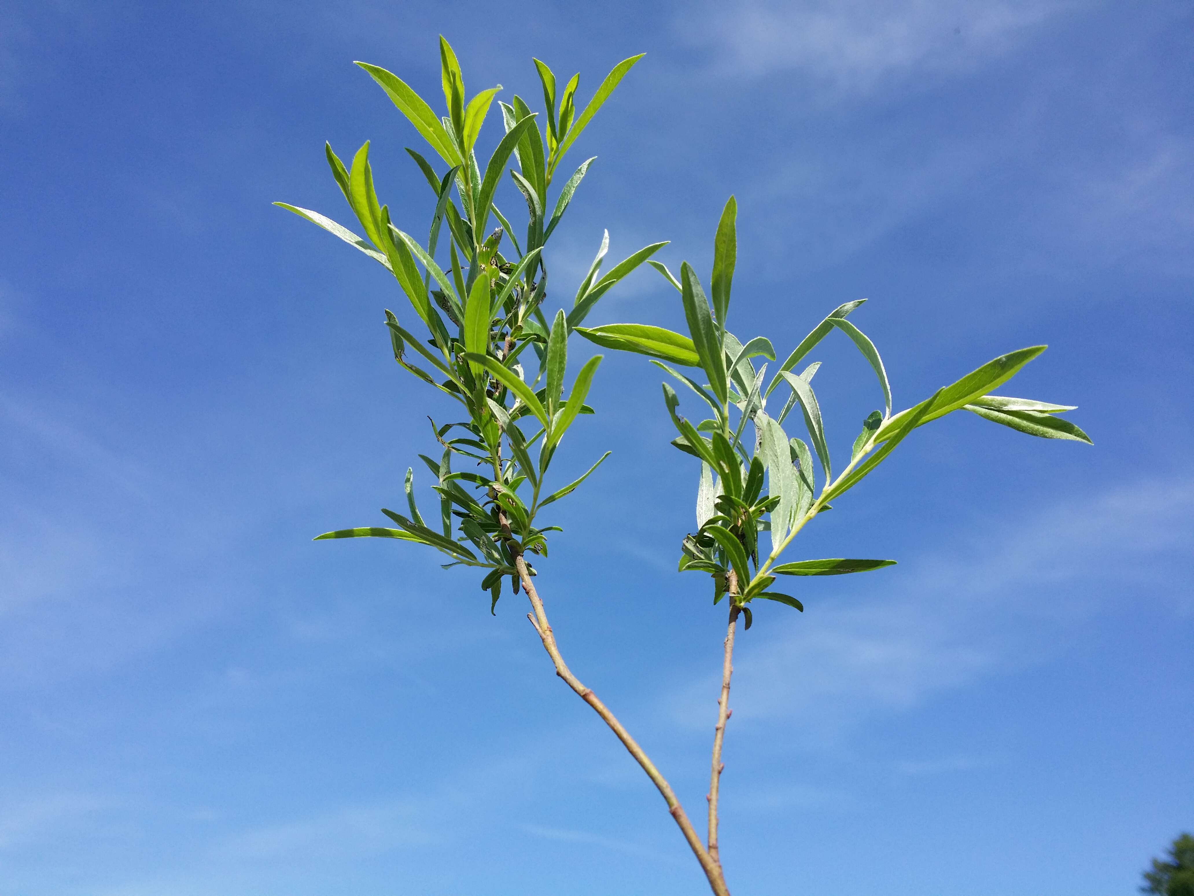 Image of creeping willow