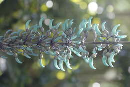 Image of Jade Vine