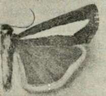 صورة Catoptria pyramidellus Treitschke 1832