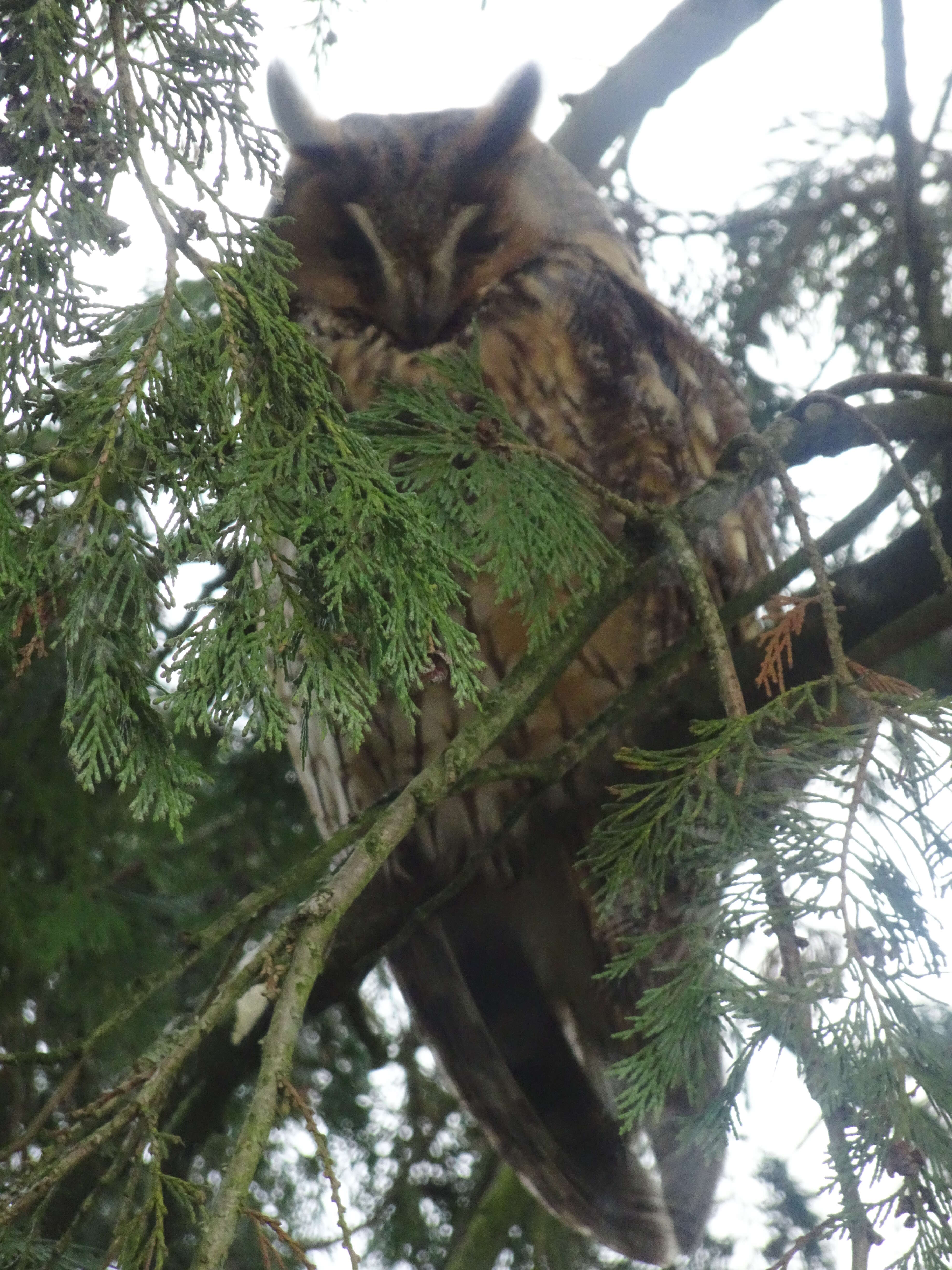 Image of Long-eared Owl