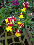 Image of garden snapdragon