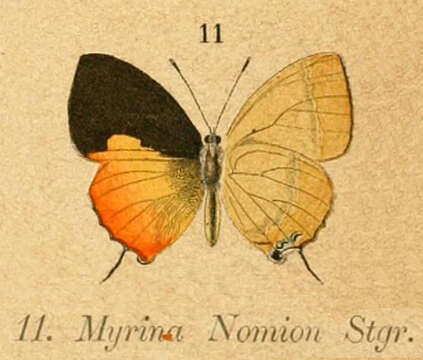 Image of Hypomyrina