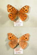 Image of Meadow Argus