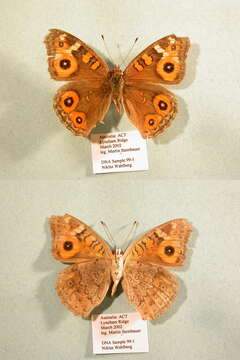 Image of Meadow Argus