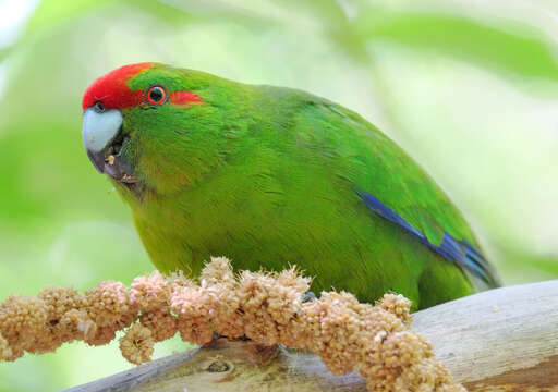 Image of Red-crowned Parakeet