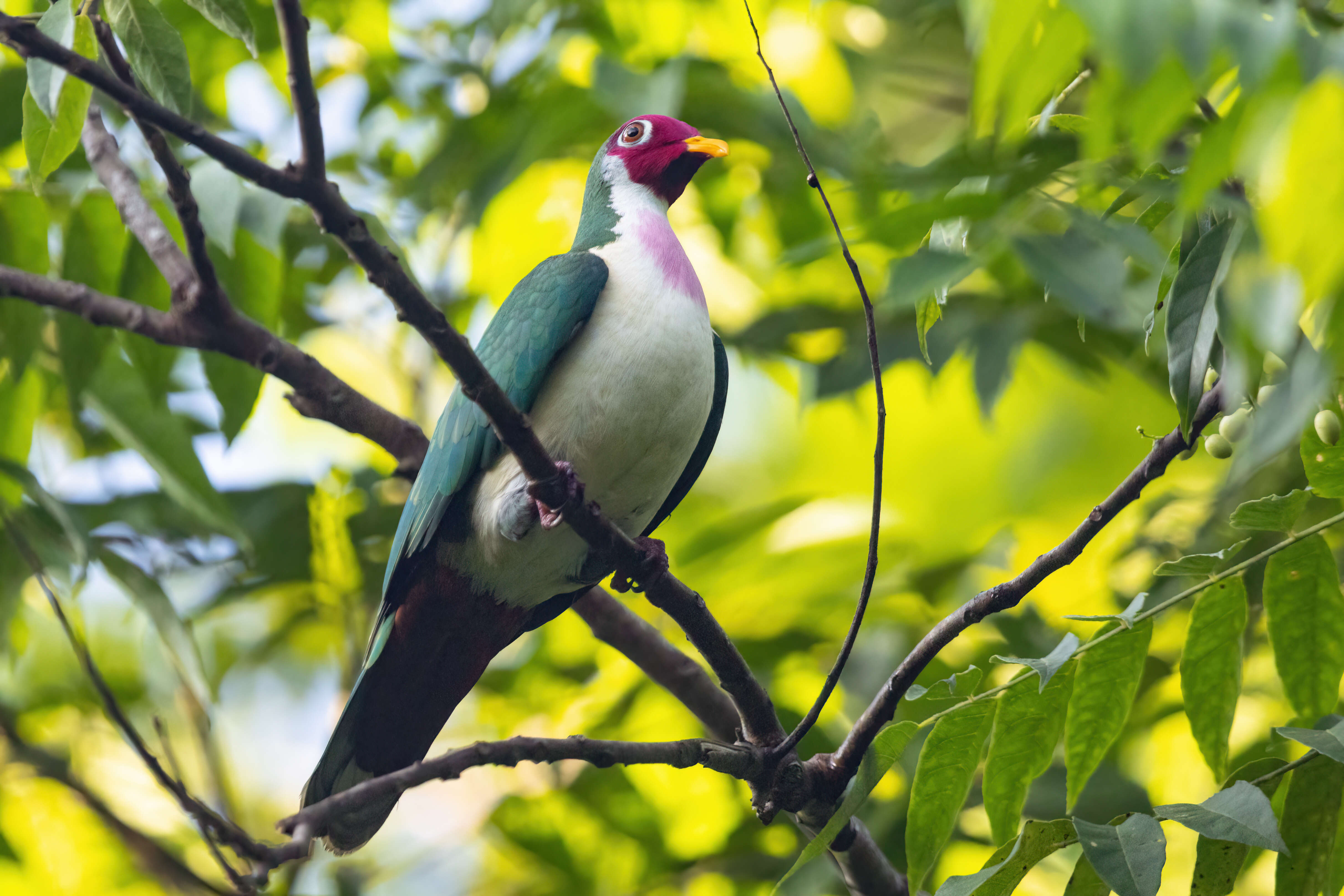 Image of Jambu Fruit Dove