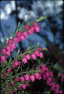 Image of Tall Boronia