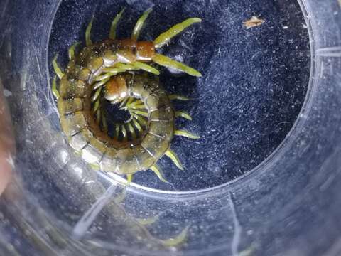 Image of Mediterranean banded centipede