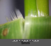 Imagem de Panicum dichotomiflorum Michx.