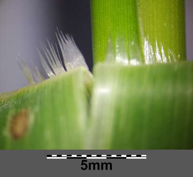 Imagem de Panicum dichotomiflorum Michx.