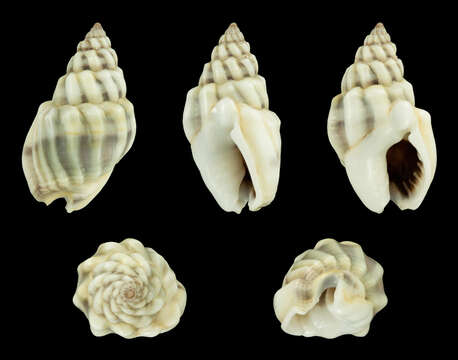 Image of Nassarius coronulus (A. Adams 1852)