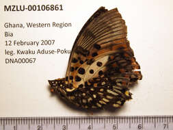 Image of Charaxes zingha Stoll 1780