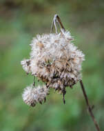 Image of hemp agrimony