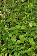 Image of ironweed