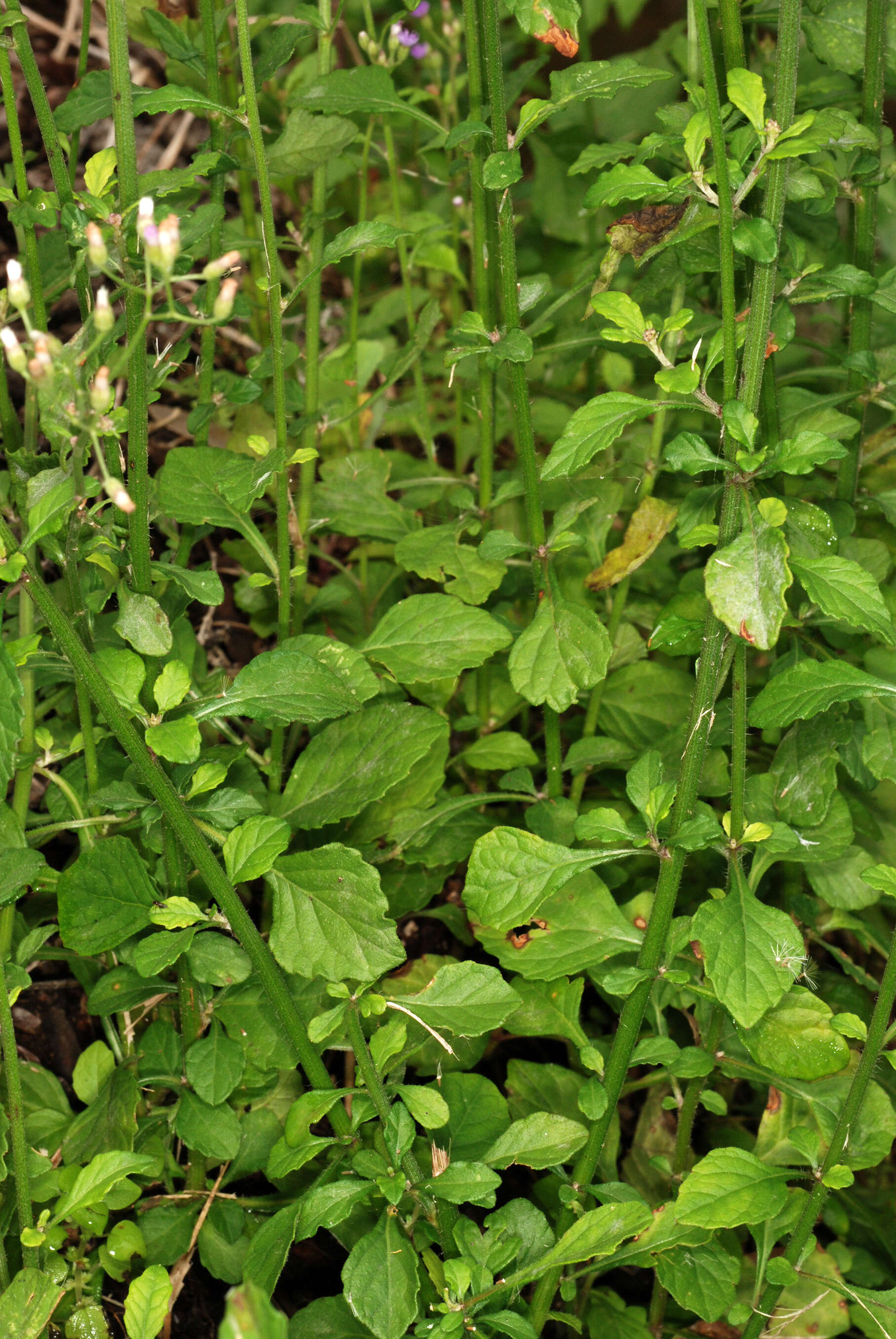 Image of ironweed
