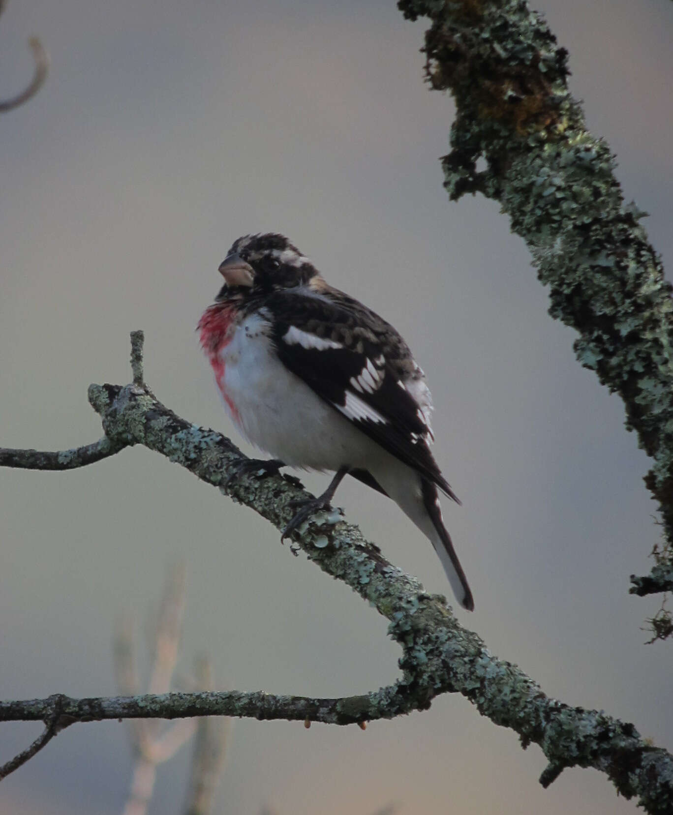 Image of Rose-breasted Grosbeak