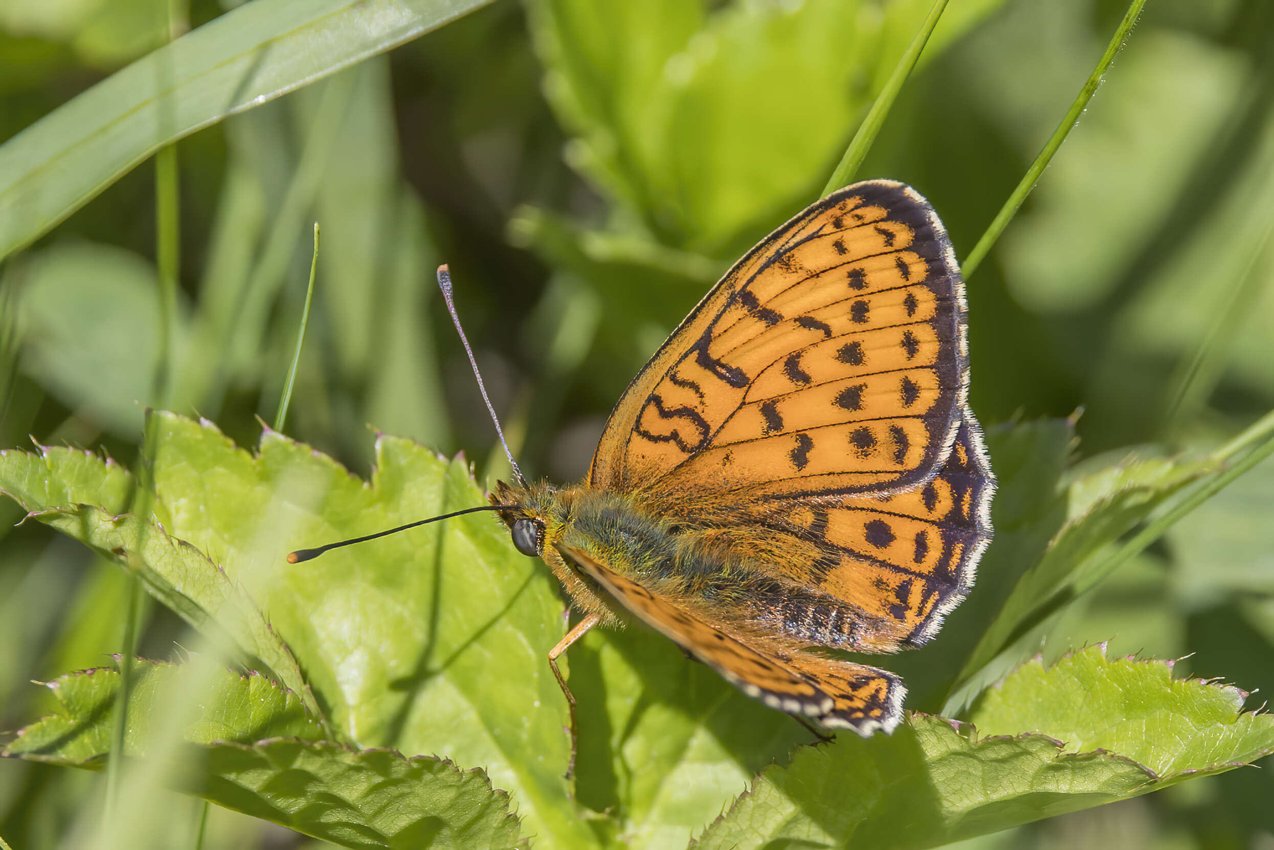 Image of Twin-spot Fritillary