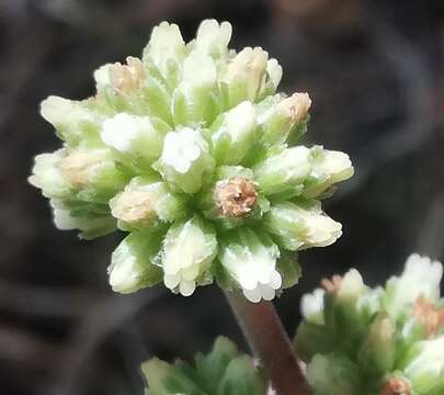 Image of Redleaf crassula