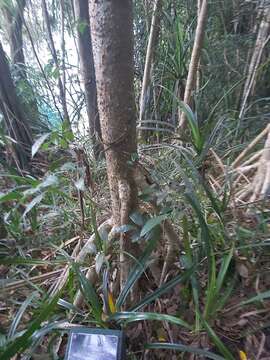 Image of Pandanus gemmifer