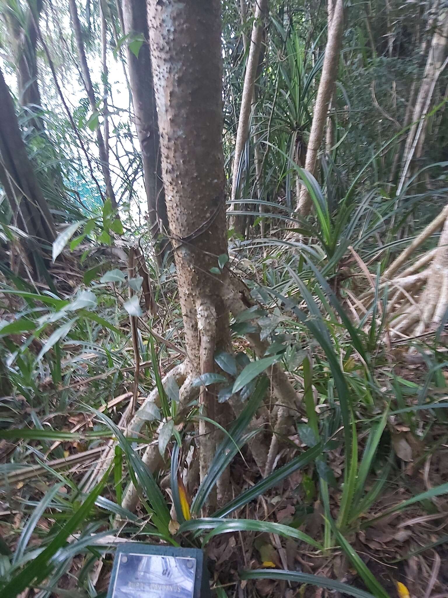 Image of Pandanus gemmifer