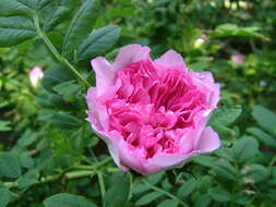 Image of chestnut rose