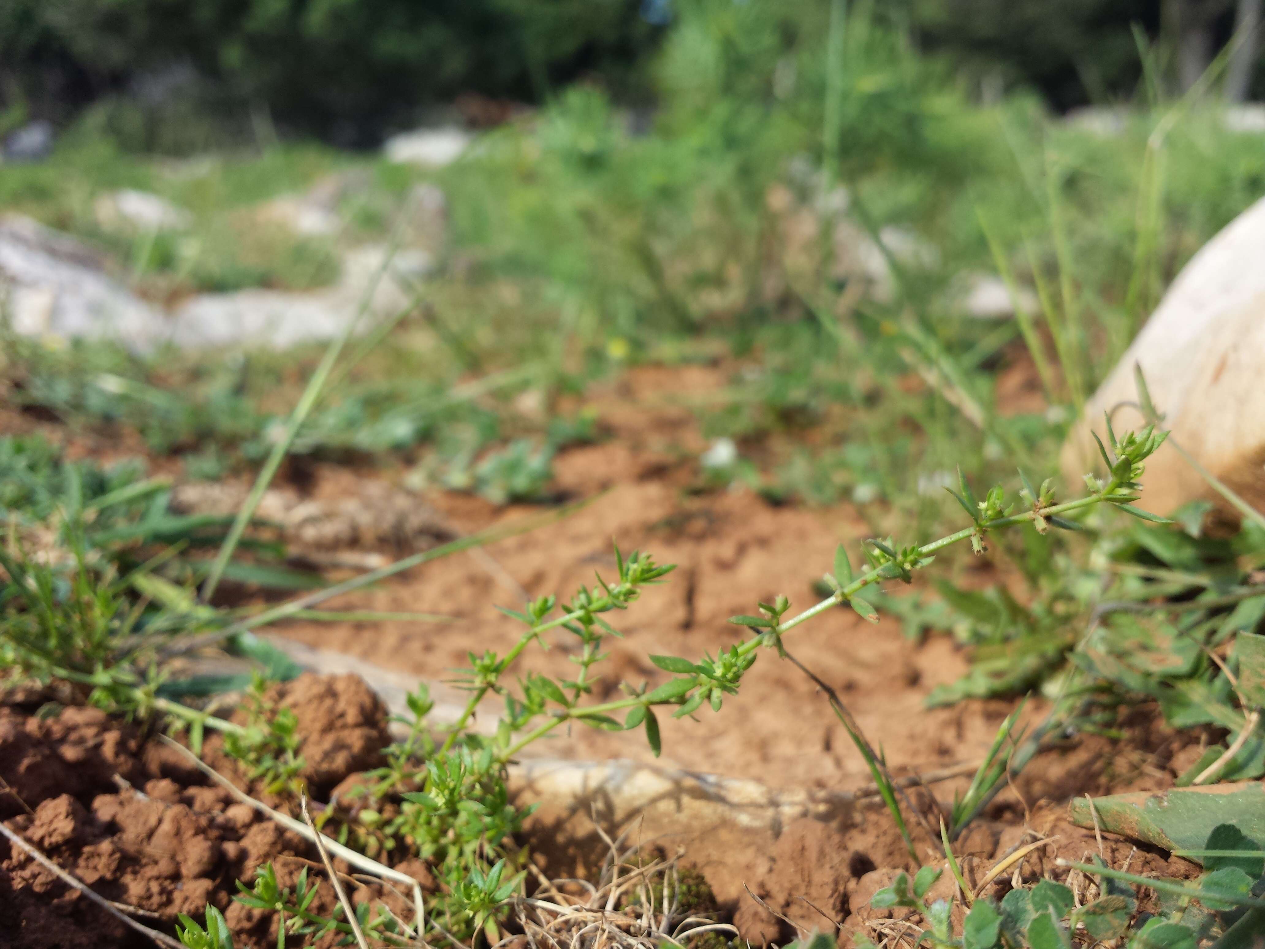 Image of yellow wall bedstraw