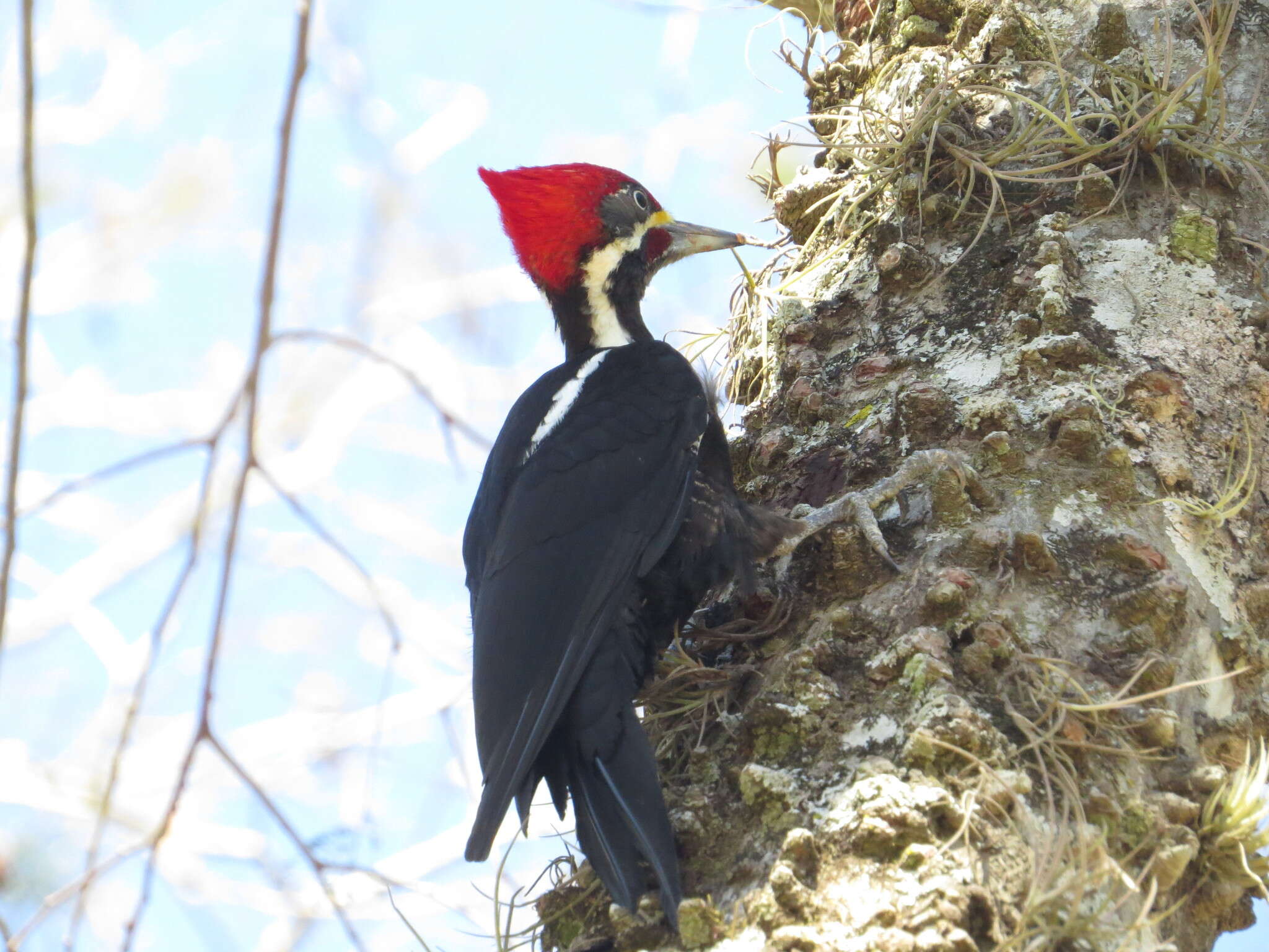 Image of Black-bodied Woodpecker