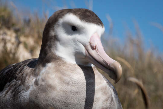 Image of Amsterdam Albatross