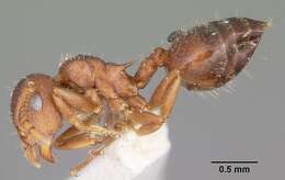 Image of Crematogaster lineolata (Say 1836)