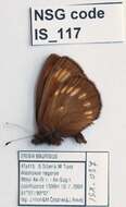 Erebia maurisius Esper 1800 resmi