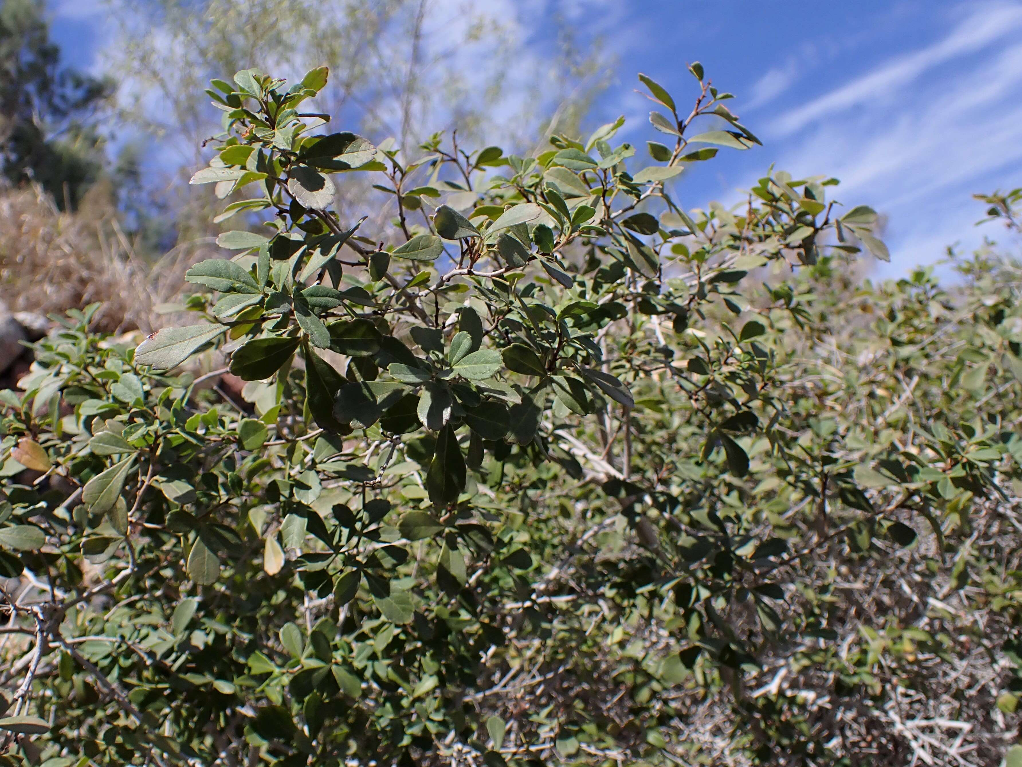 Image of Searsia crenata (Thunb.) Moffett