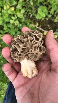 Image of Morchella vulgaris