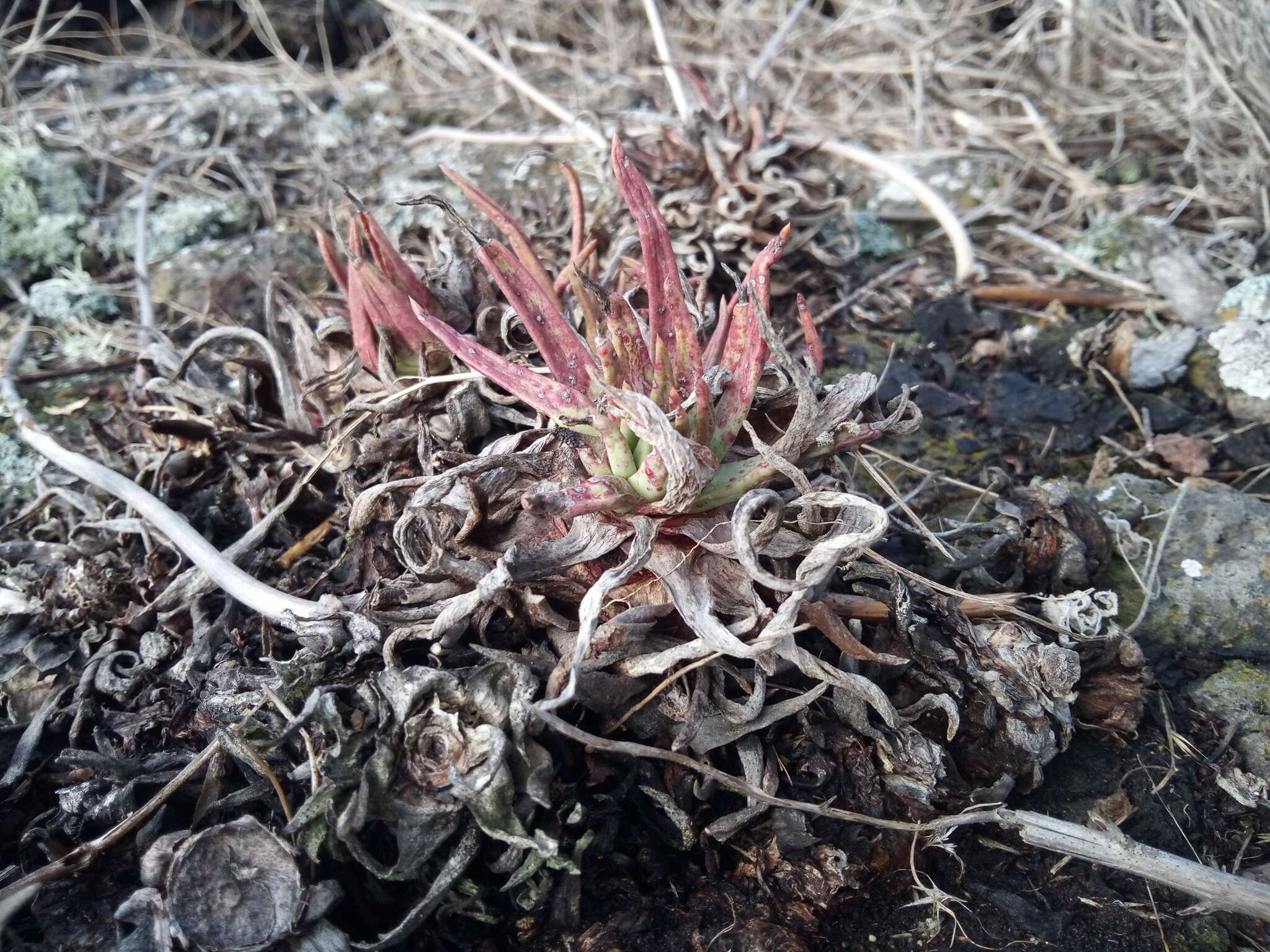 Image of Dudleya linearis (Greene) Britton & Rose