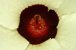 Hibiscus vitifolius L.的圖片