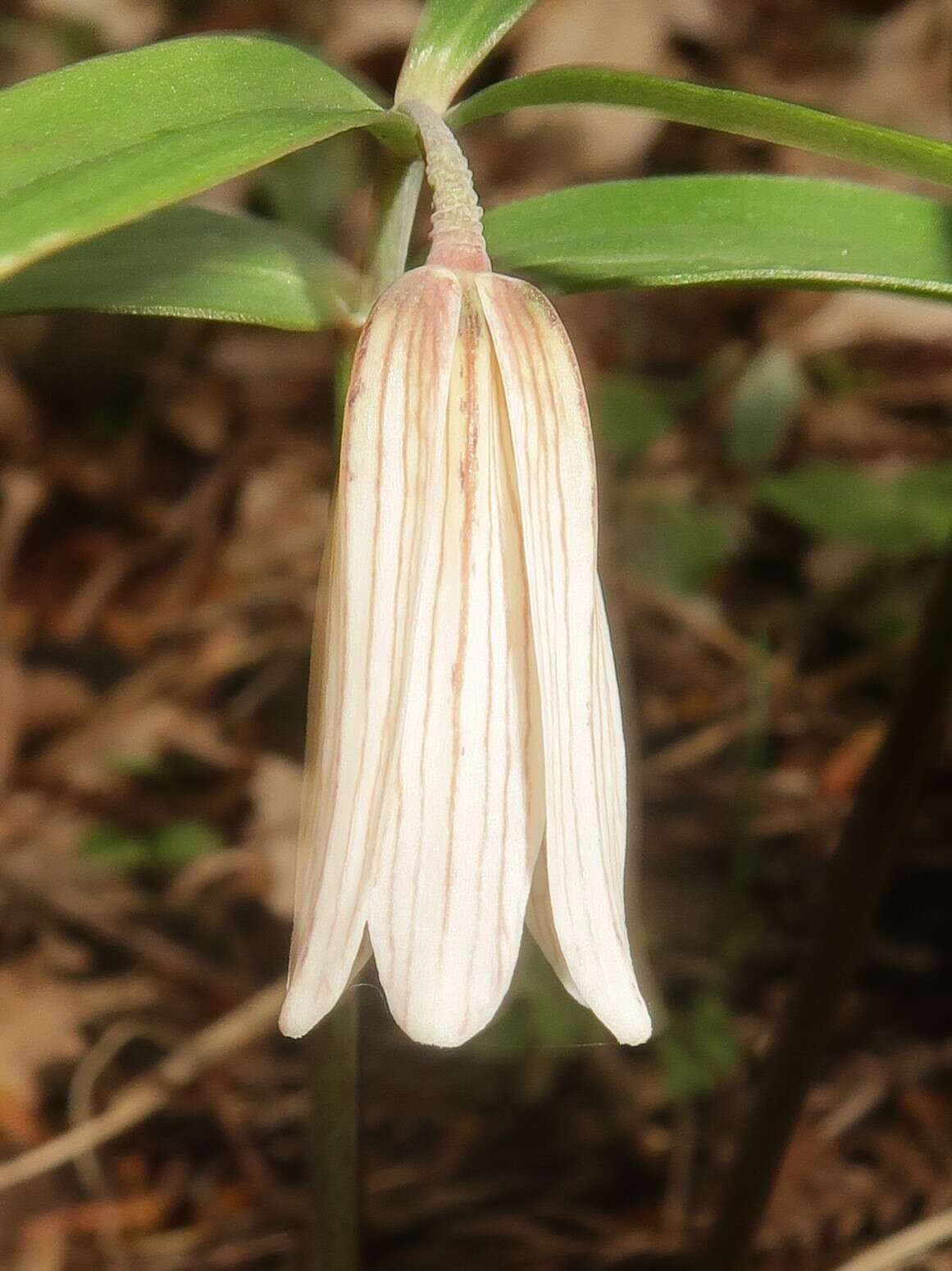 Image of Fritillaria