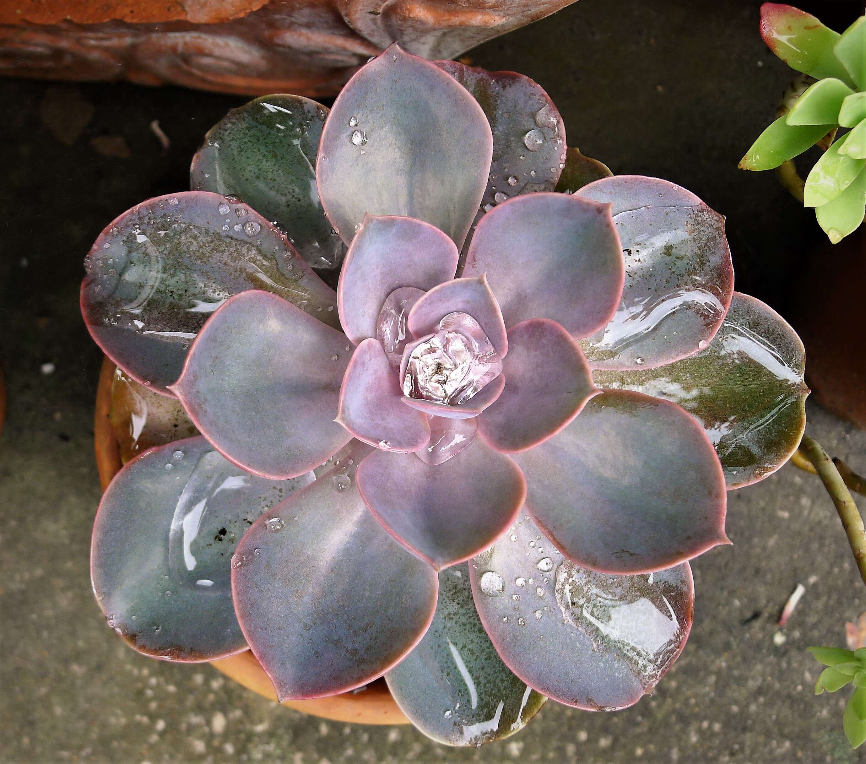 Plancia ëd Echeveria gibbiflora DC.