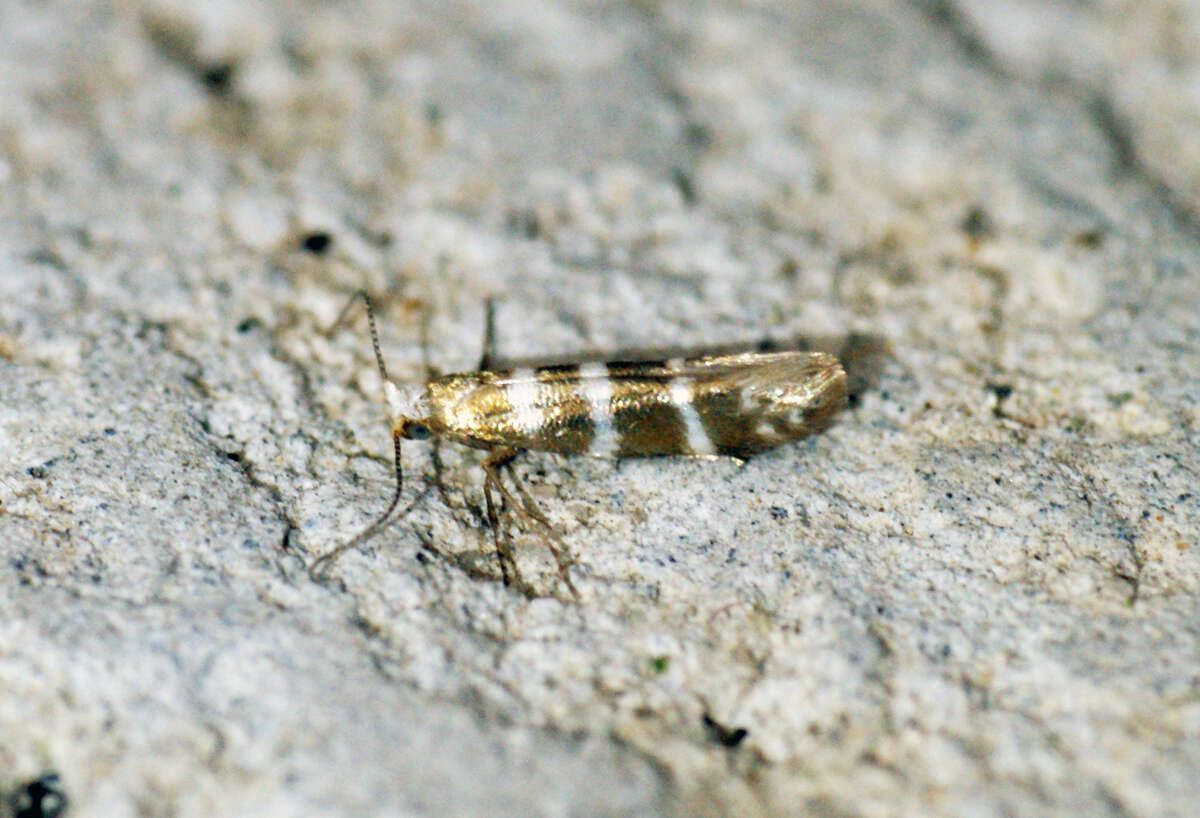 Imagem de Argyresthia trifasciata Staudinger 1871