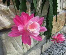 Plancia ëd Schlumbergera truncata (Haw.) Moran