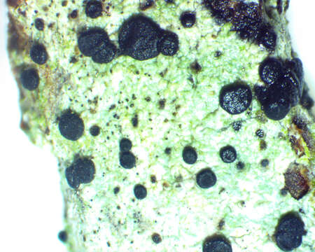 Image of disc lichen