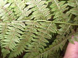 Image of Southern Lady Fern